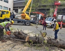 회사 위험수목제거 나무벌목