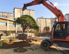 관공서 조경식재공사 사철나무식재 수목이식 작업