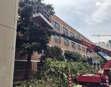학교 수목전지 나무정리 작업 수목관리 현장