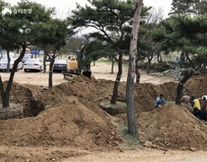소나무굴취 수목이식 작업 현장