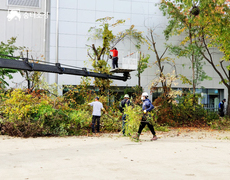 학교 운동장 수목전지 위험목제거 작업