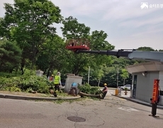 관공서 수목전지 나무가지치기 현장