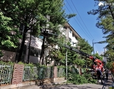 아파트 수목전지 작업 현장