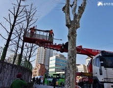 관공서 은행나무 수목전지 작업 나무가지치기 현장
