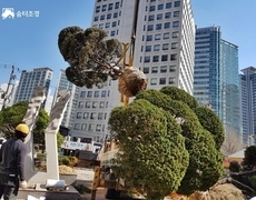 회사 조경식재공사 향나무식재 조경공사