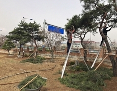 회사 소나무전지 조경관리 현장