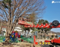 학교 운동장 느티나무 전지작업