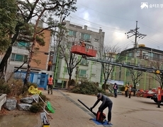 학교 운동장 느티나무 수목전지 작업