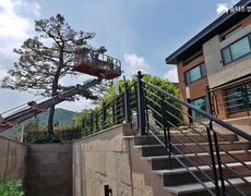 주택 마당 소나무전지 작업 수목관리 현장