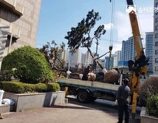 조경식재공사 소나무식재 수목이식 조경공사