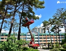 학교 장송 소나무전지 작업 수형교정 수목관리현장