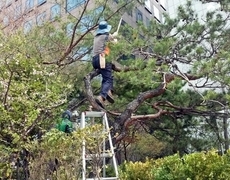 회사조경관리 소나무전지 작업
