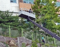 학교 외곽 수목전지 나무전정 작업