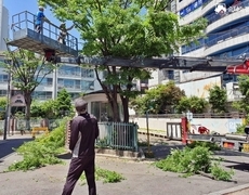 아파트 느티나무 수목가지치기 작업