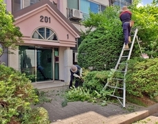 아파트수목관리 수목전정 작업