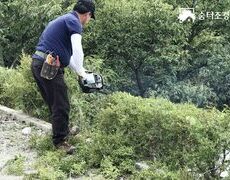 조경관리, 울타리 회양목 수목전정 작업