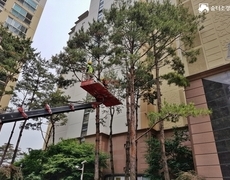 아파트 수목관리 소나무전지 작업 현장