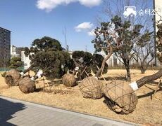 관공서 조경식재공사 나무교체 소나무이식 조경공사
