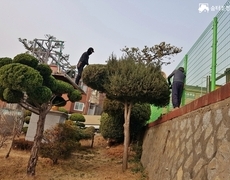 학교 향나무수목전정 작업