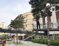 관공서 수목전지 나무가지치기 작업