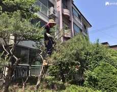 아파트조경관리 소나무전정 작업