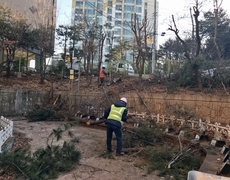 학교 위험수제거  및나무가지치기 현장