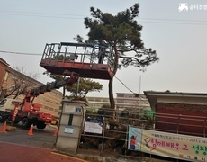 학교 소나무전지 작업 현장