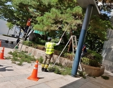 관공서 소나무전지 수목관리 현장