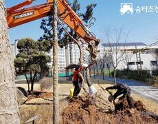 공원 조경식재공사 소나무식재 조경공사 