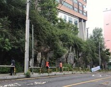 학교 석축 담장 울타리 위험수목 전정공사