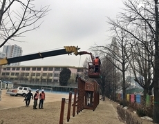 학교 운동장 수목전지 작업 현장