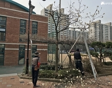 학교 화단정리 수목전정 작업