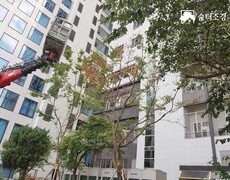 회사 건물 수목전지작업 나무가지치기 현장