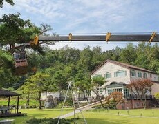 정원 소나무전지 작업 