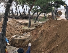 소나무군식지 수목굴취 이식작업 현장