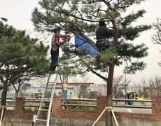 회사 조경관리 현장 소나무전지작업