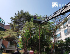 소나무전지 아파트 조경관리 작업현장