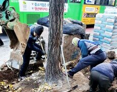 가로수 은행나무  수목이식 공사