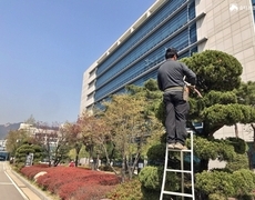 관공서 향나무전지 수목전정 작업