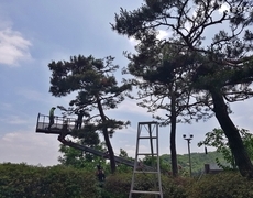 전원주택 마당 소나무전지 작업
