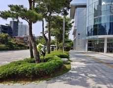 관목류 철쭉 전정작업 조경관리 현장