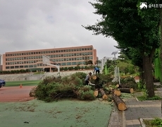 학교 나무벌목 수목제거 현장