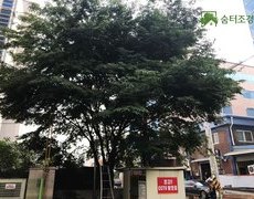 서울 부천 인천 파주 의정부 고양시 수목제거 나무벌목 