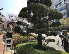 향나무전정 관공서 조경관리 현장