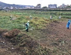 하천 공원 예초작업 현장