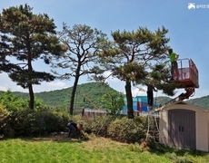 주택조경관리 소나무전지 작업
