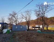 감나무전지 수목가지치기 유실수전지작업