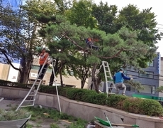관공서 소나무전지  나무정리 작업
