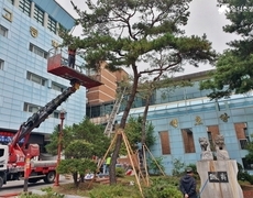 관공서 소나무전지 작업 현장
