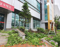 관공서 수목전정  작업